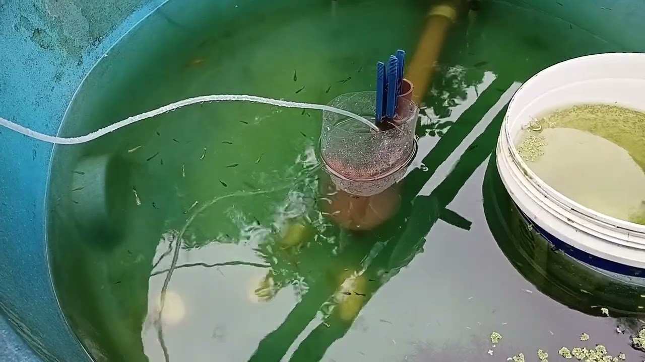 Sem Energia Elétrica 