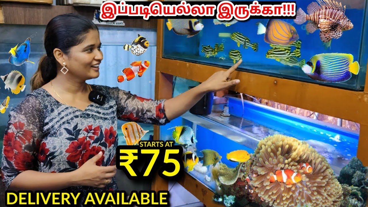 இது கூட வளக்கலாமா😳 கண் கவரும் கடல் மீன் Aquarium 🤯💥