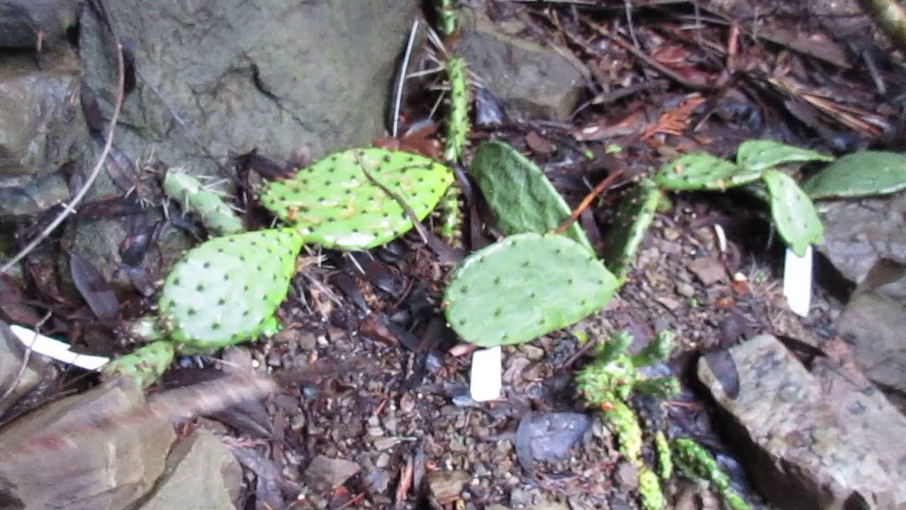 Cold Hardy Cactus in Canada