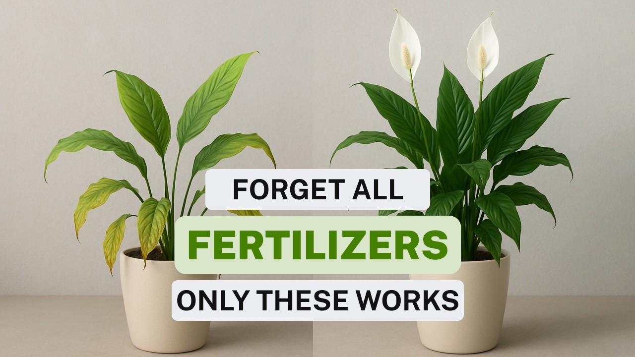 How to Fertilize a Peace Lily – Homemade & Store Options