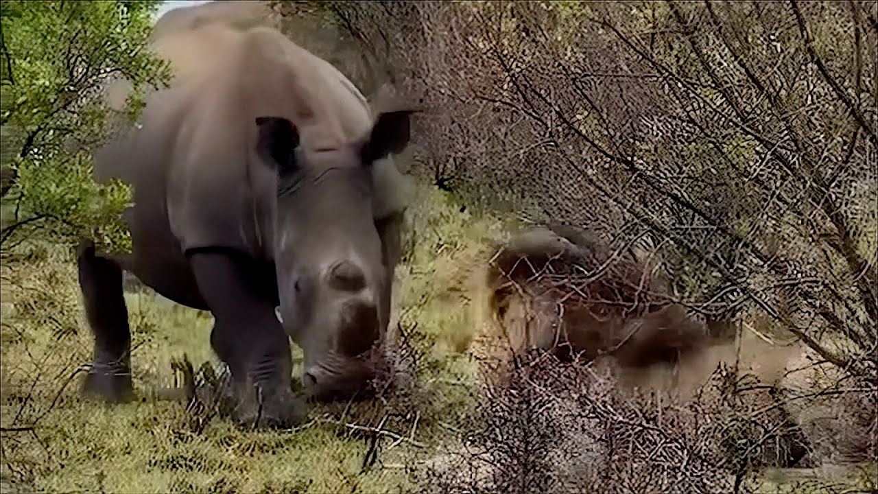 Male lion refuses to be intimidated by a rhino until the rhino gets mad