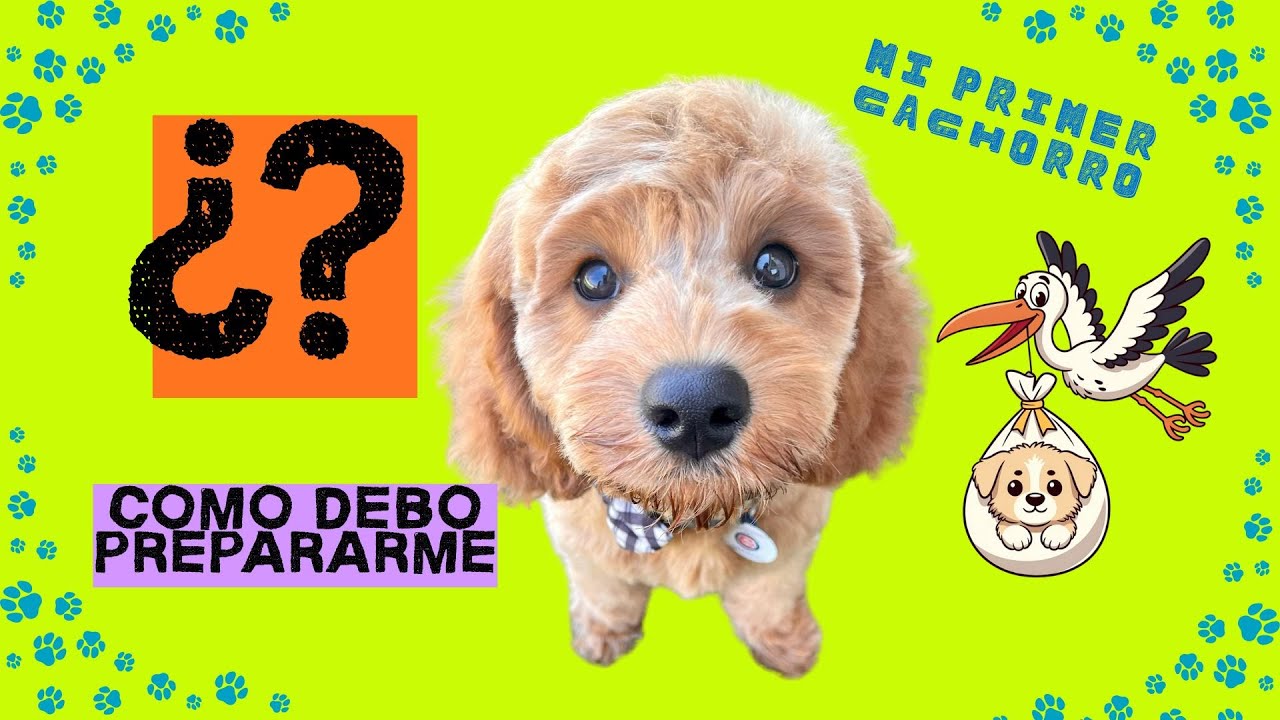 MI PRIMER CACHORRO, CUIDADOS, ALIMENTACIÓN, VACUNAS Y EDUCACIÓN
