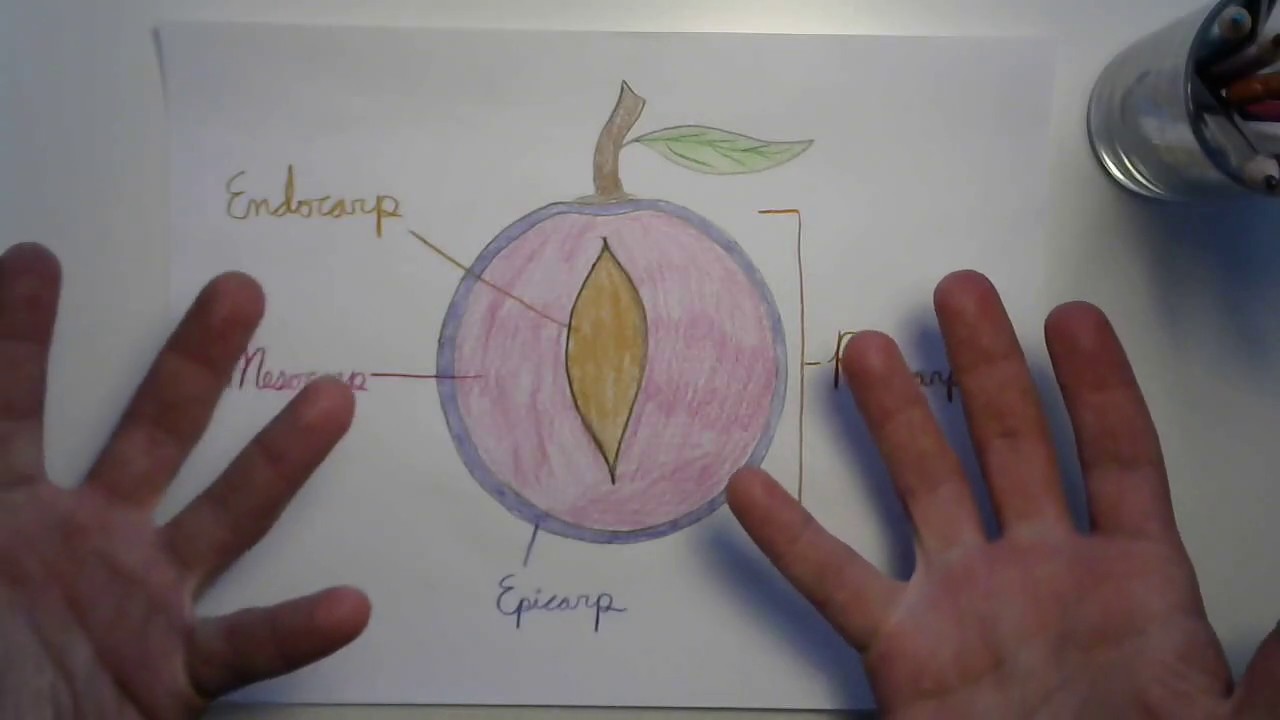 Parts of the Fruit