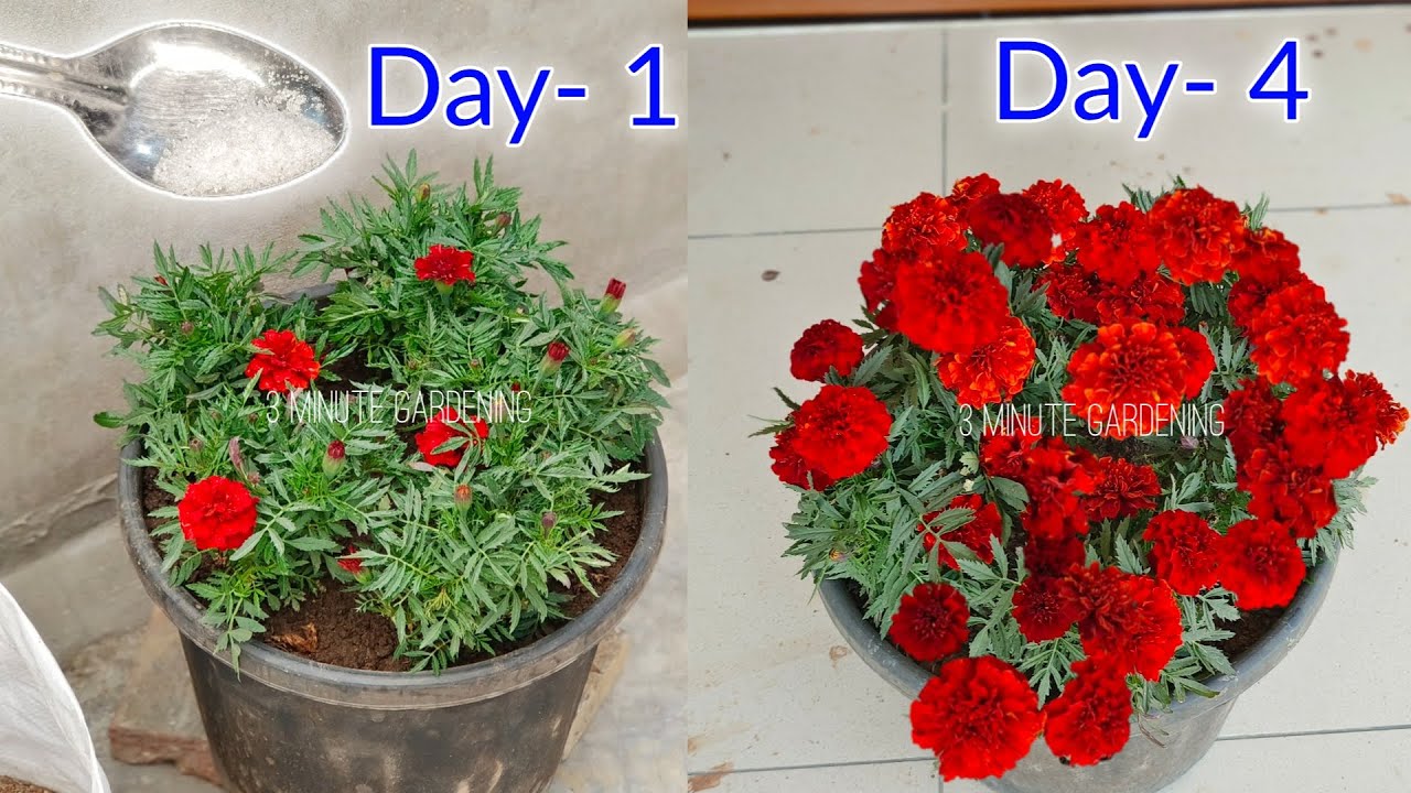 Marigold Plant Covered Thousand Of Flowers and Buds | Marigold Plant Care Tips & Fertilizer