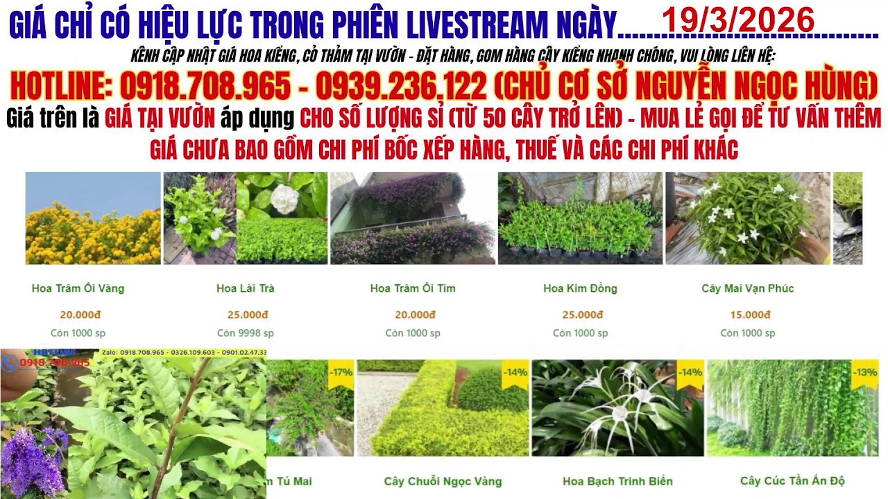 Cập Nhật Giá Cỏ Thảm Và Hoa Kiểng Sa Đéc Mới Nhất 2026 – Nhiều Loại Đẹp, Giá Bất Ngờ!