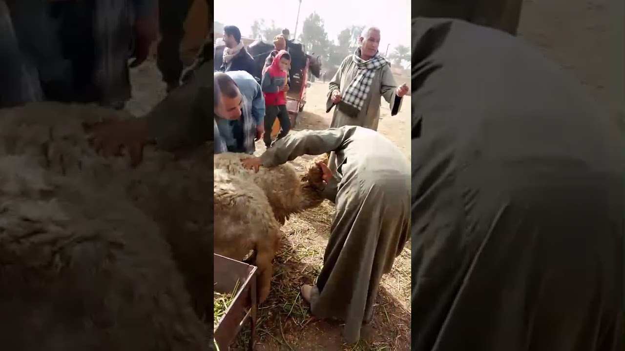 #سوق_المواشي اسعار الأغنام العشر يوم السبت ٣١ يناير في سوق الفيوم 