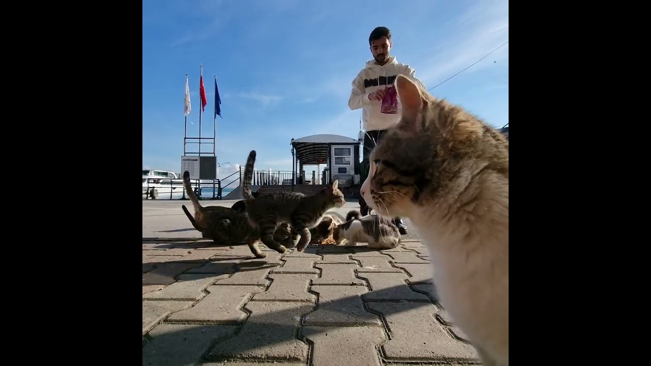 رجائن الكل يطعمي القطط ماحدا يبخل عليهم بشي بالأيام راح نتحاسب أمام الله عليهم #حب_وحنان#cat #قطط ❤️