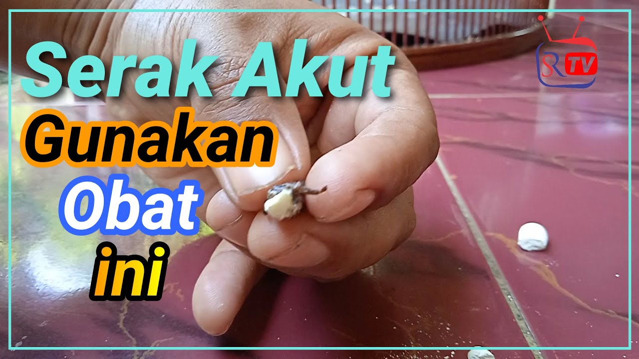 mengatasi tenggorokan suara murai batu dan burung lain yg terinfeksi saluran nafas  ini solusinya
