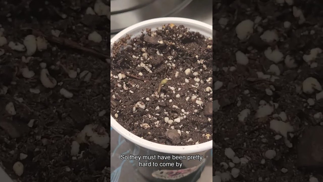 Weekly Grow update.. Please Help share.. 2 different 80s SKUNK!