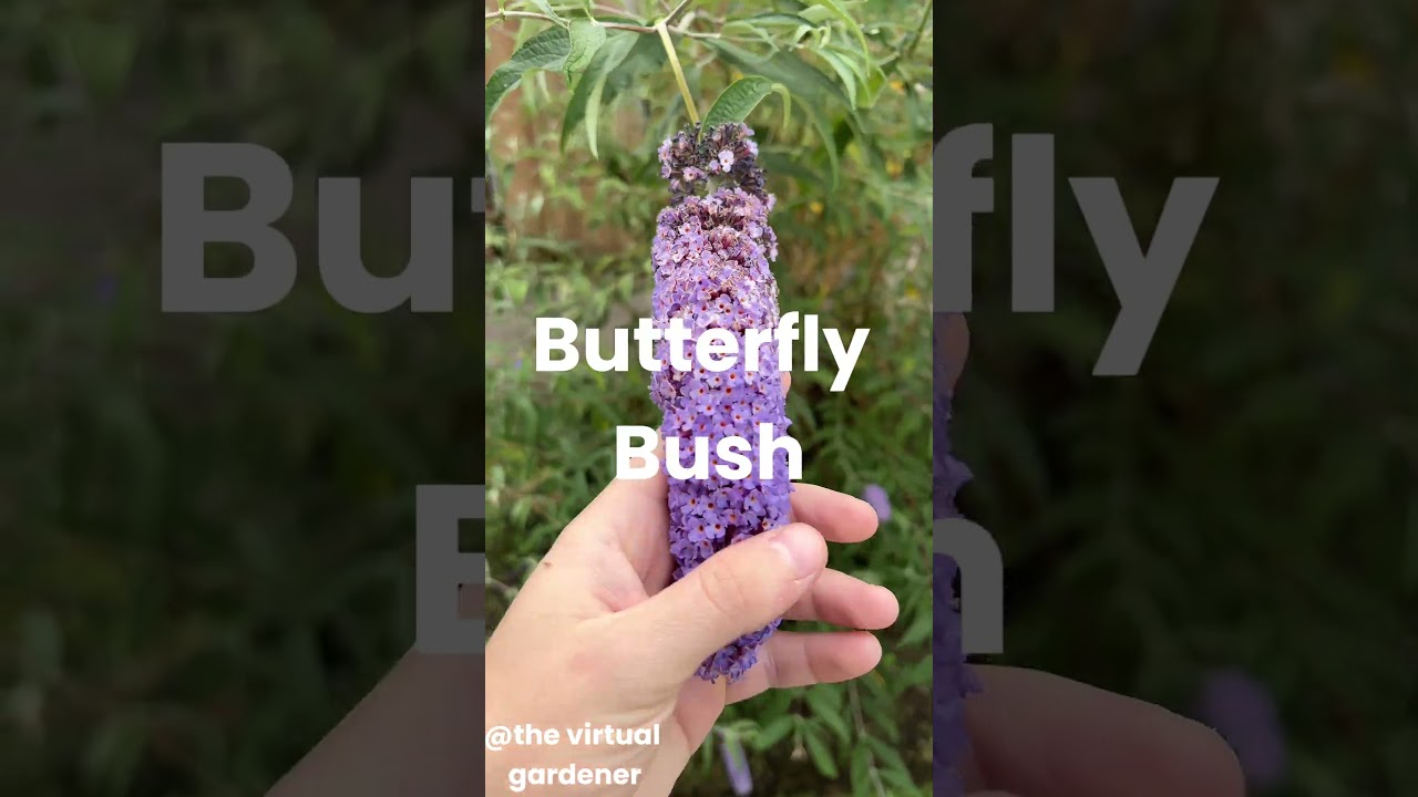 plants that attract butterflies