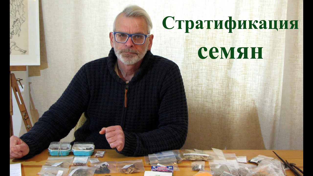 Стратификация семян