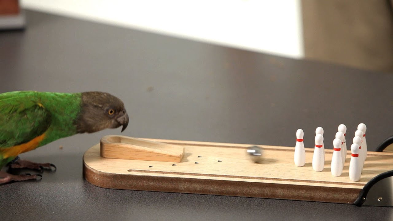 How to Teach Your Parrot to Bowl | Parrot Training