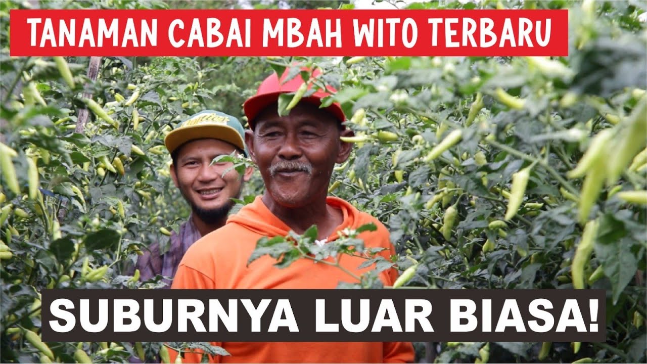 Tanaman cabe mbah wito gagal panen. begini lah faktanya... ??
