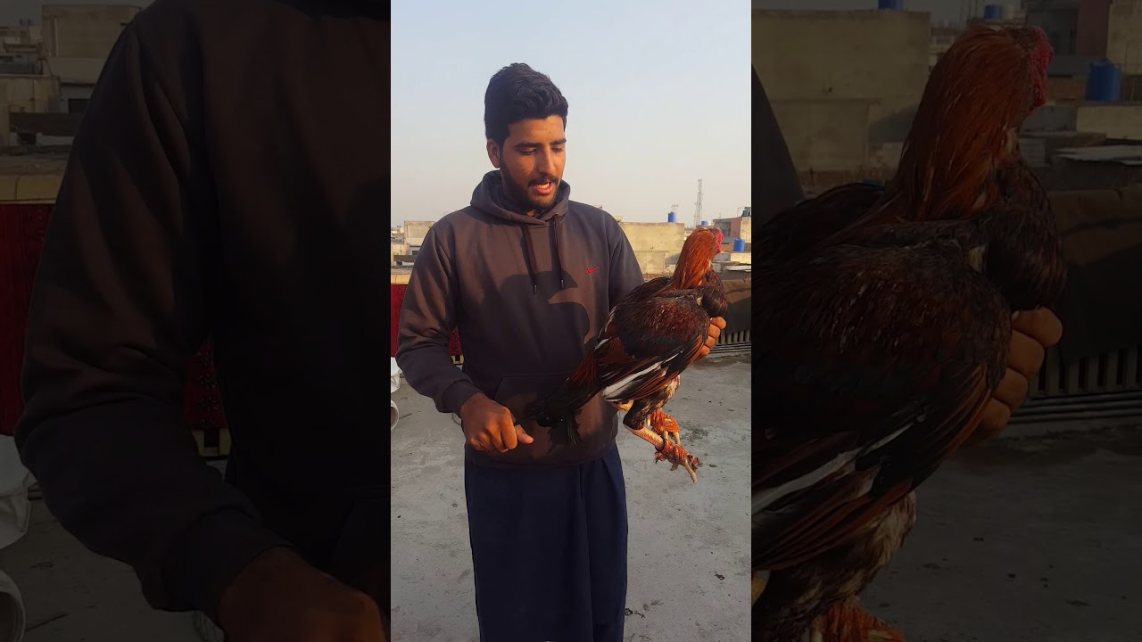 Asif laka murga