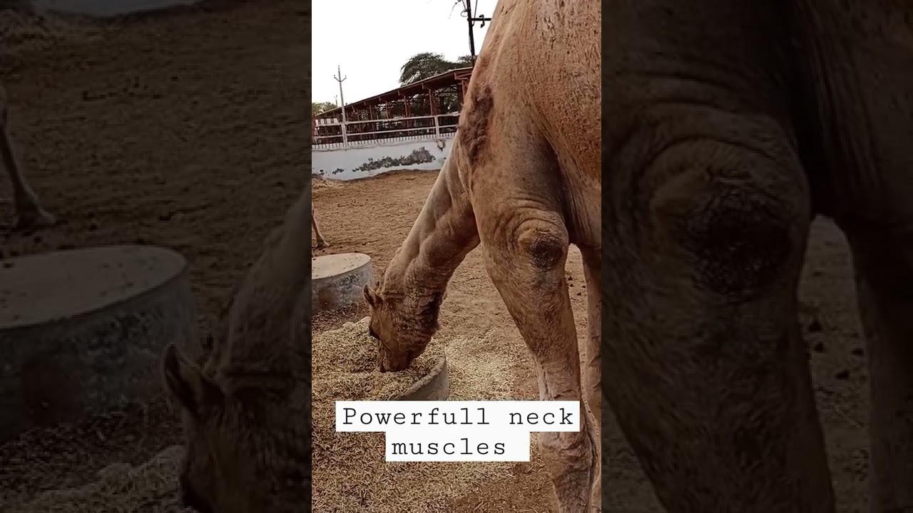 powerfull male camel neck muscles