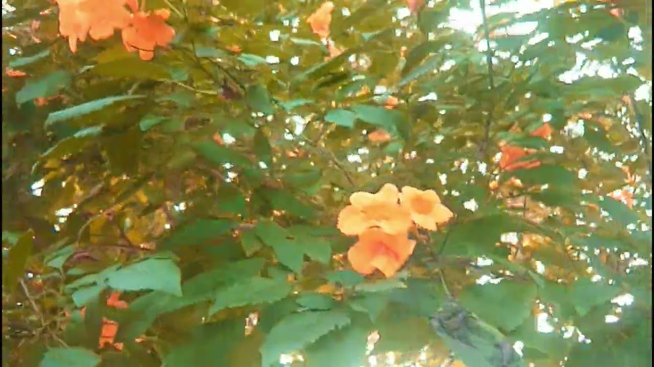 My Little Airport -- 春天在車廂裡