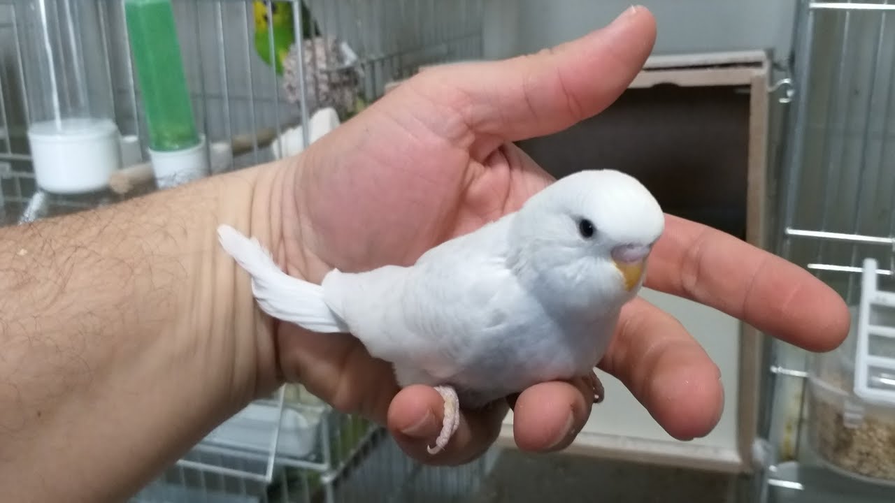 Muhabbet kuşundan nasıl yavru alınır? Dikkat edilmesi gerekenler ☝️