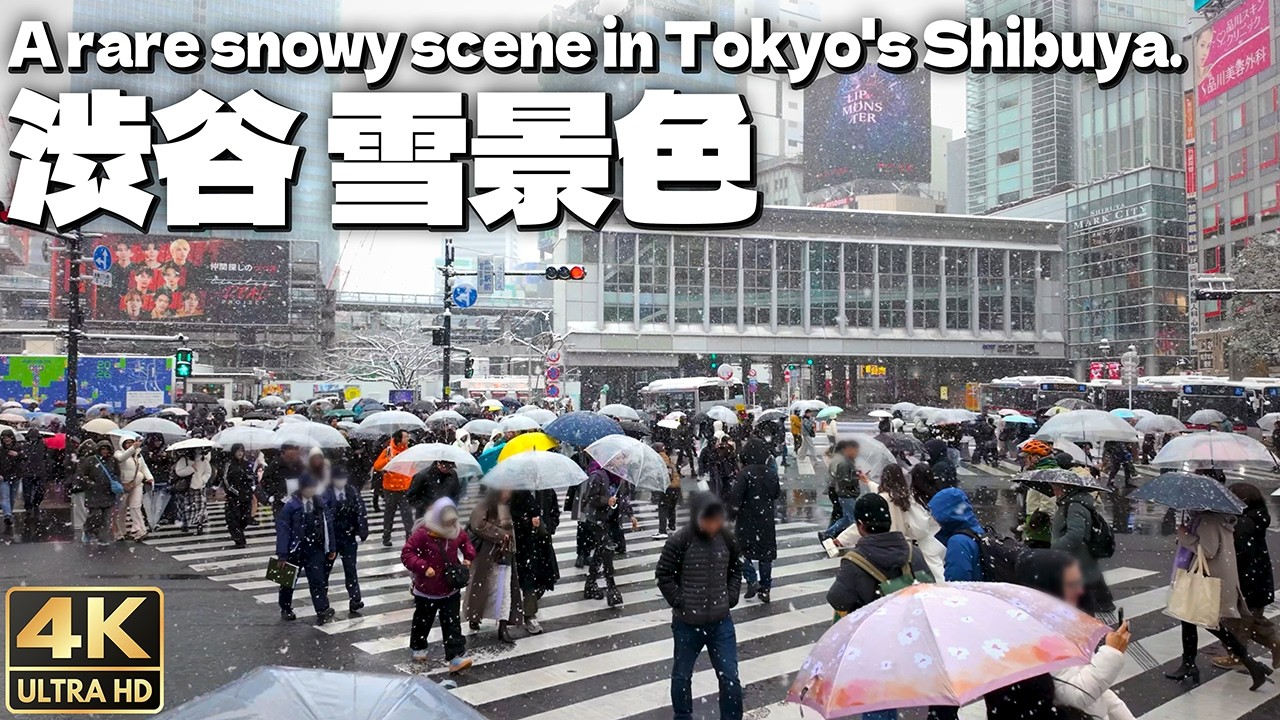 [4K]🇯🇵 渋谷が一面の雪景色 珍しい東京の積雪 / A rare snow scene in Tokyo's Shibuya. スクランブル交差点 MIYASHITA PARK 代々木公園 河津桜