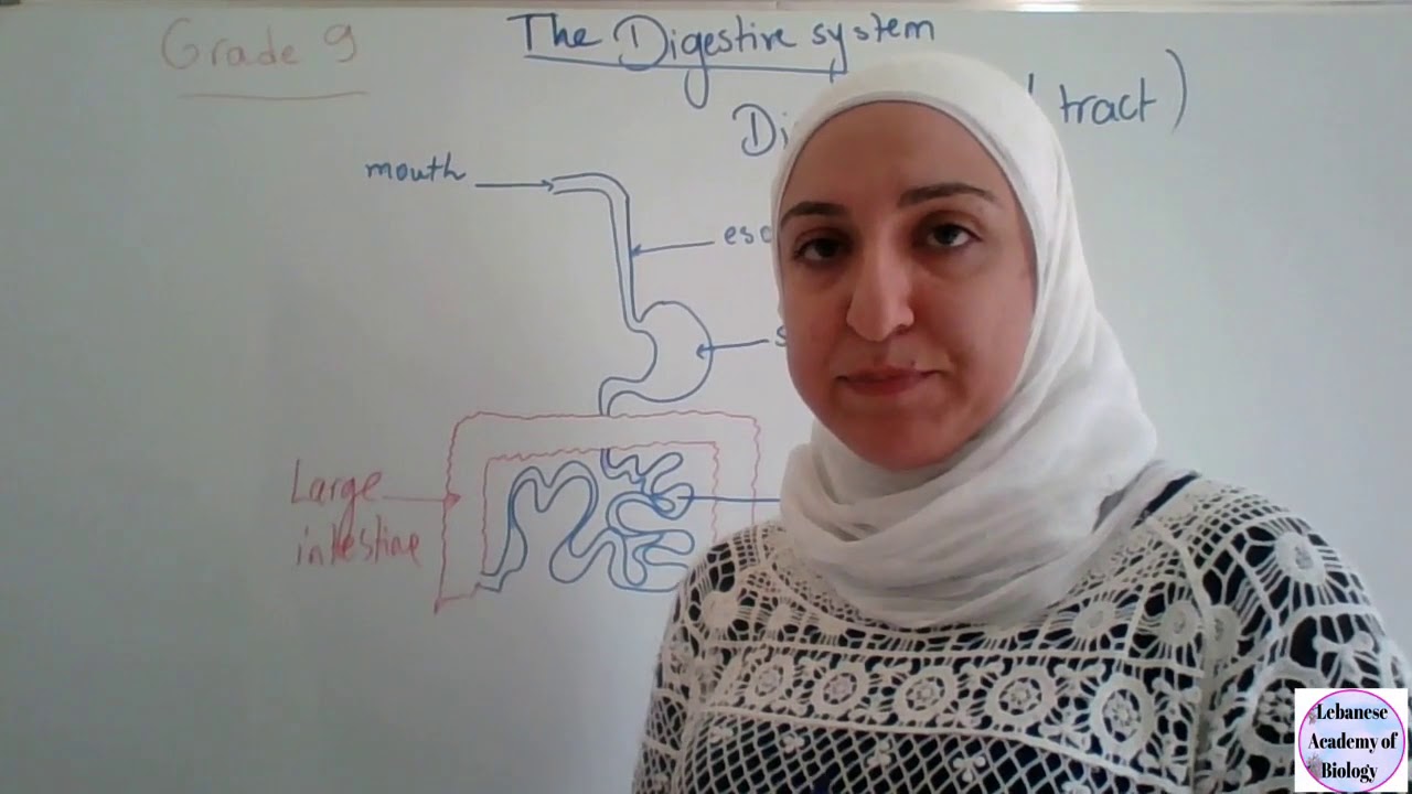 Digestive system - Grade 9