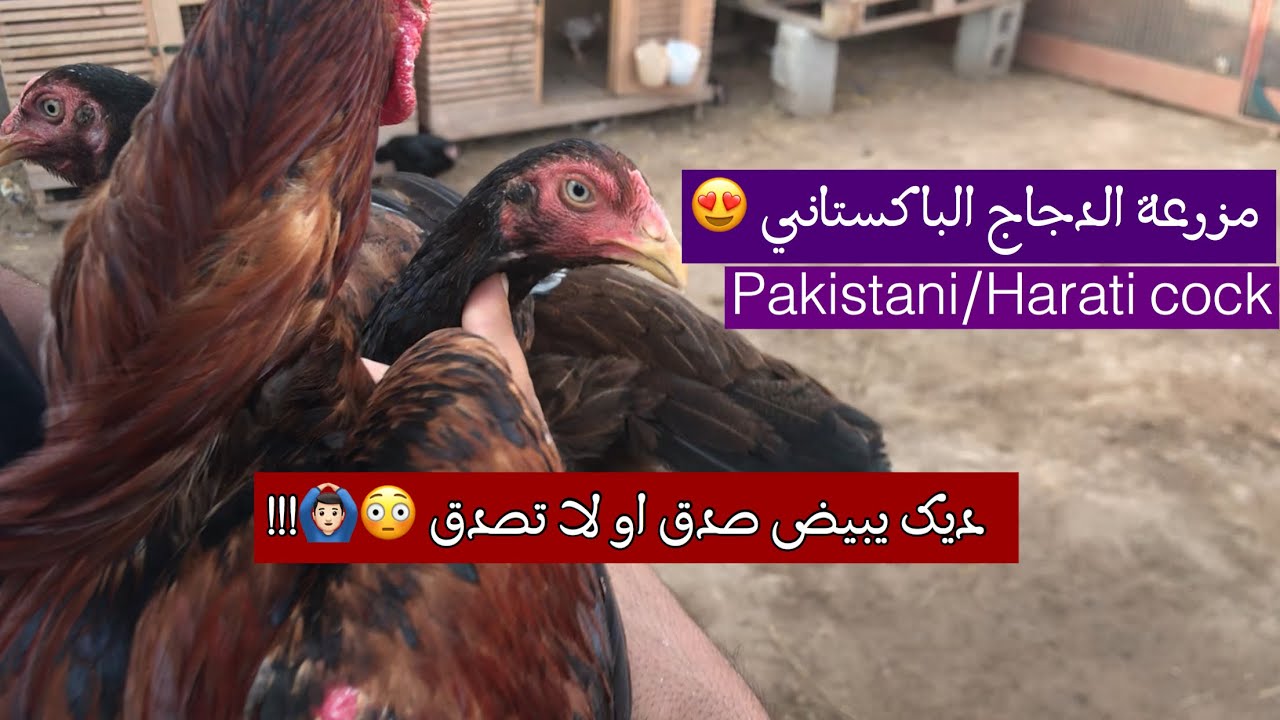 مزرعة الدجاج الباكستاني || تعّرف على الدجاج الباكستاني / الهاراتي