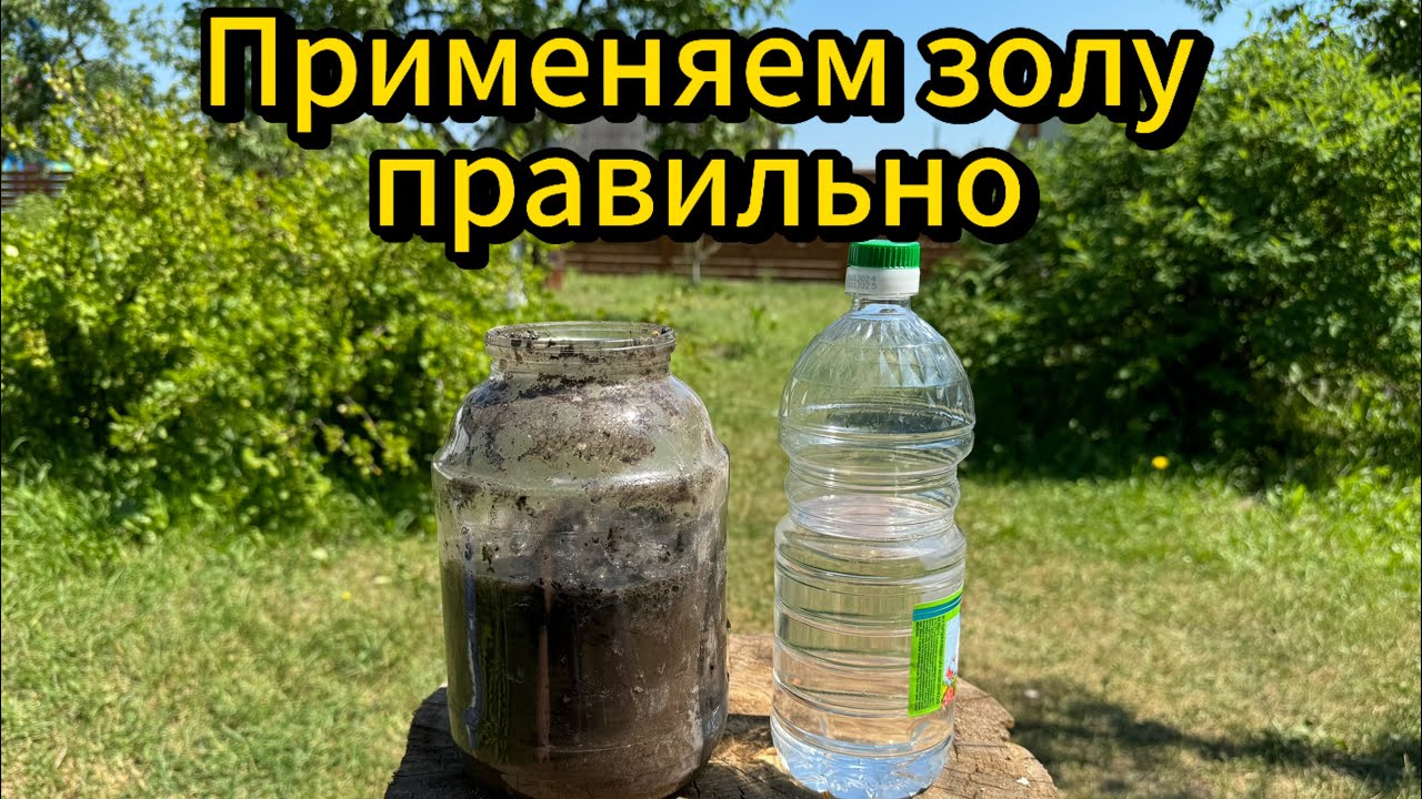 Как правильно приготовить удобрение из золы. ГЛАВНЫЙ СЕКРЕТНЫЙ ИНГРЕДИЕНТ. #подкормка