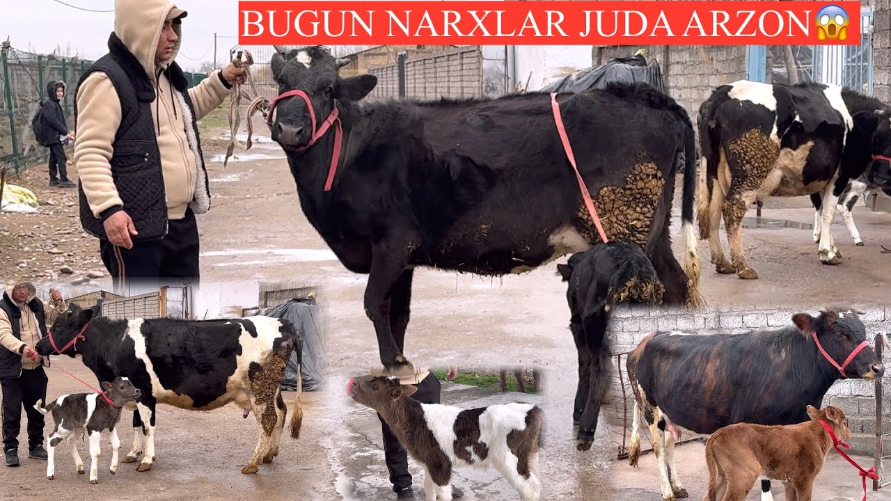 ARZONCHI😳BOLA✊F 💥YANGI P ONA BOLA SGIRLAR UTA ARZON QÓYVORDI N🚘DASTAFKSI B🏃