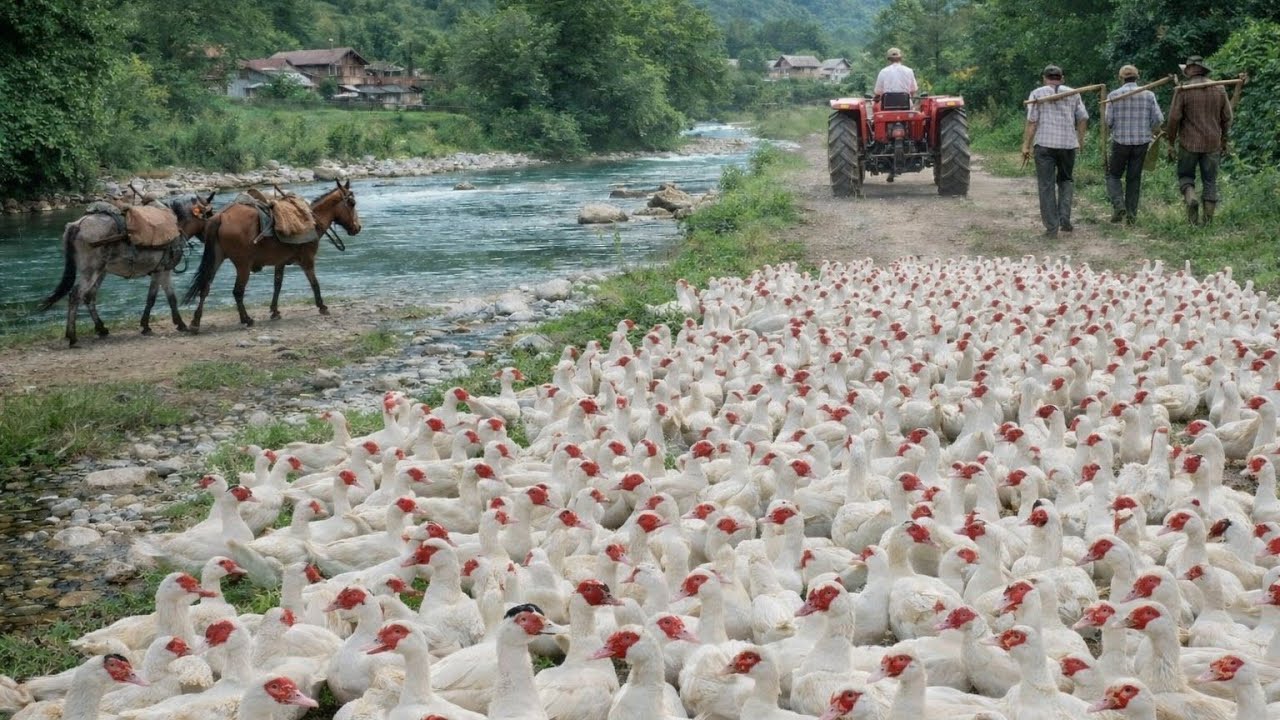 پرورش اردک🦆اسرائیلی نژاد خالص سفید تو روستاهای سرسبز شمال🤩| غاز و اردک رو تو شمال با هم دارن🪿🦆