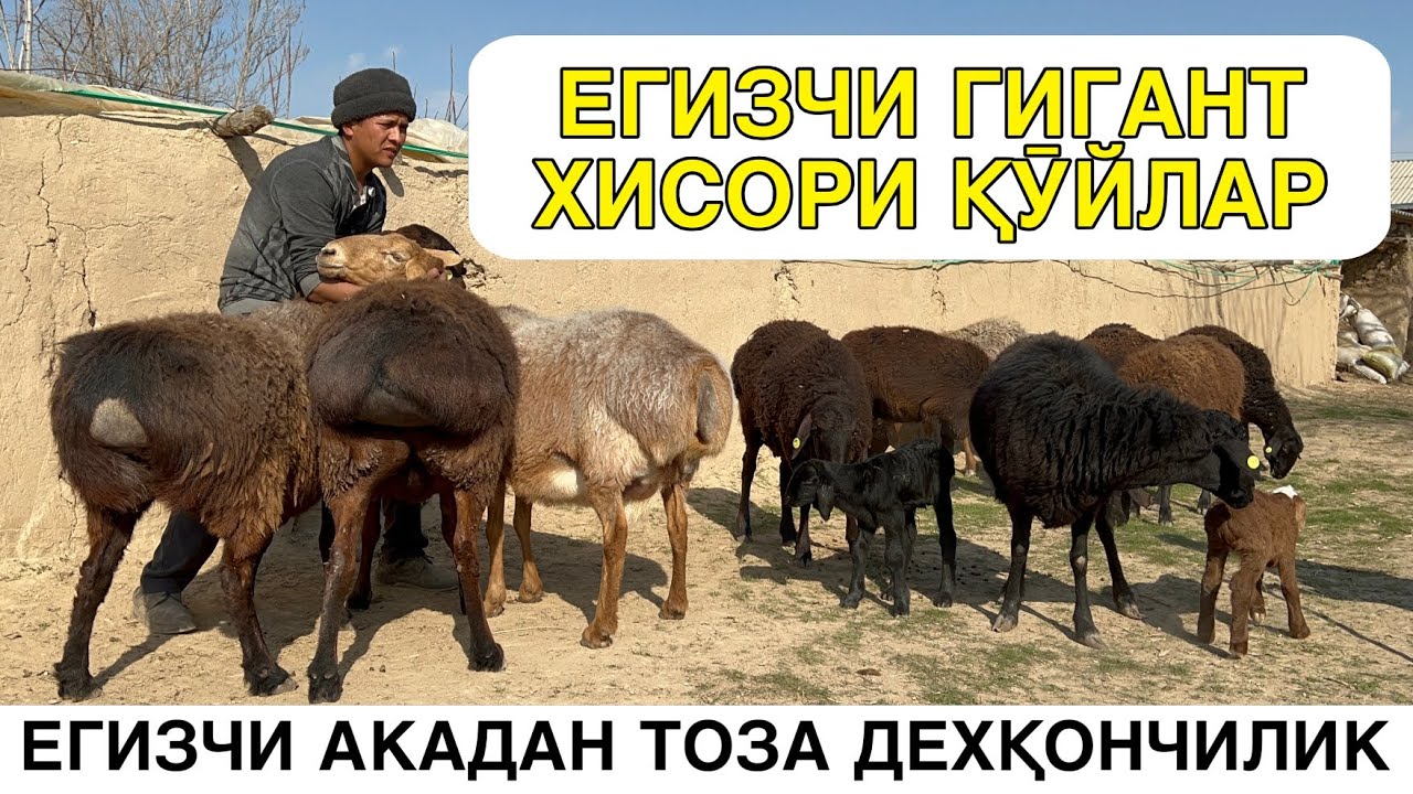 ЕЛИТА ХИСОРИ ҚӮЙЛАР. ☎️+998992728213 ☎️+998912228213