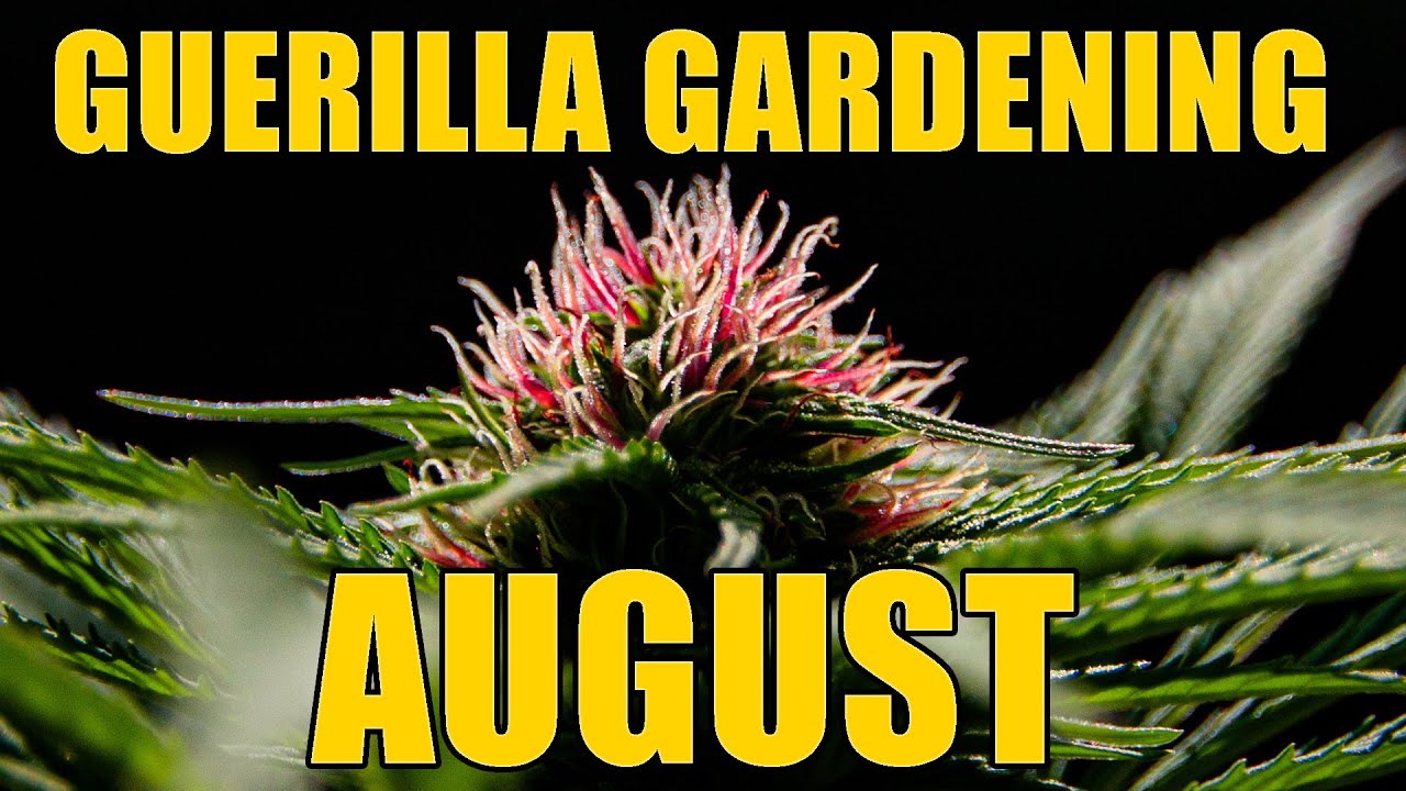 Cannabis Guerilla Garden &mdash; обновление за август