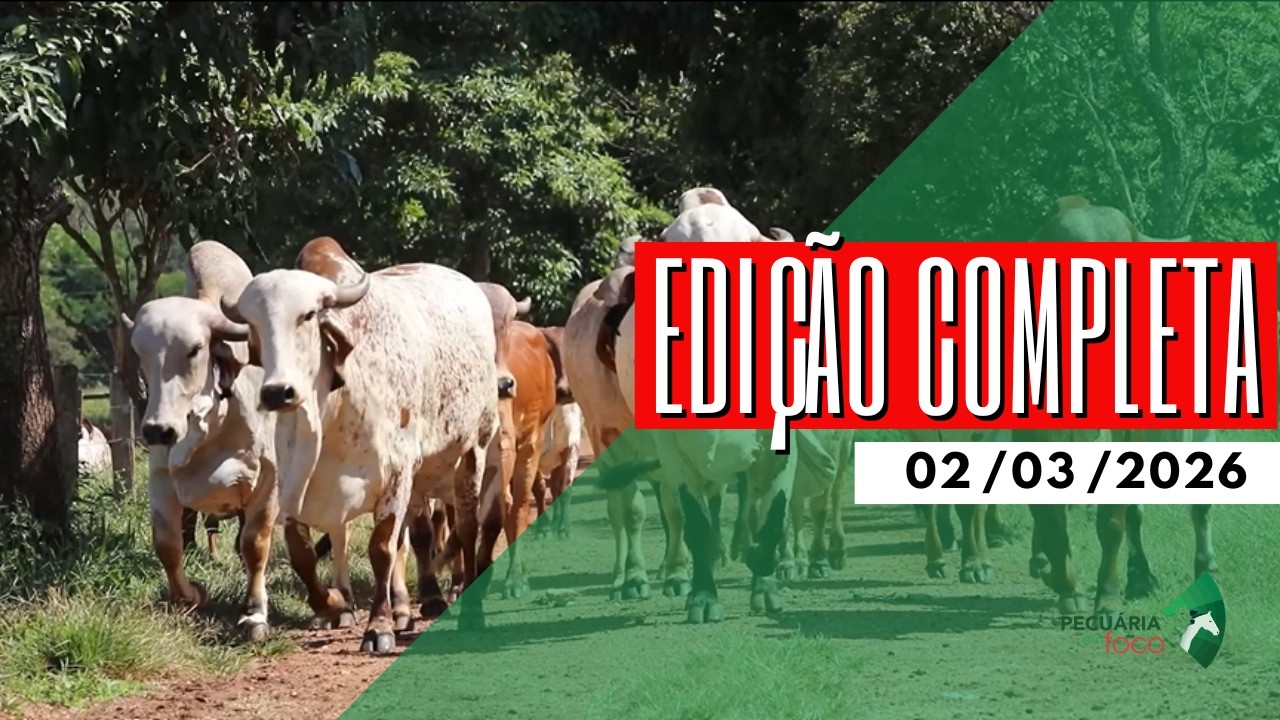 PECUÁRIA EM FOCO - EDIÇÃO COMPLETA - 02/03/2026