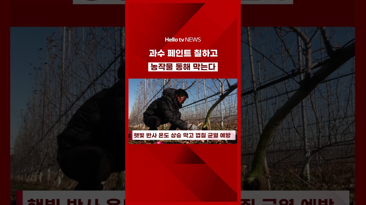 "과수 페인트 칠하고 농작물 동해 막는다"