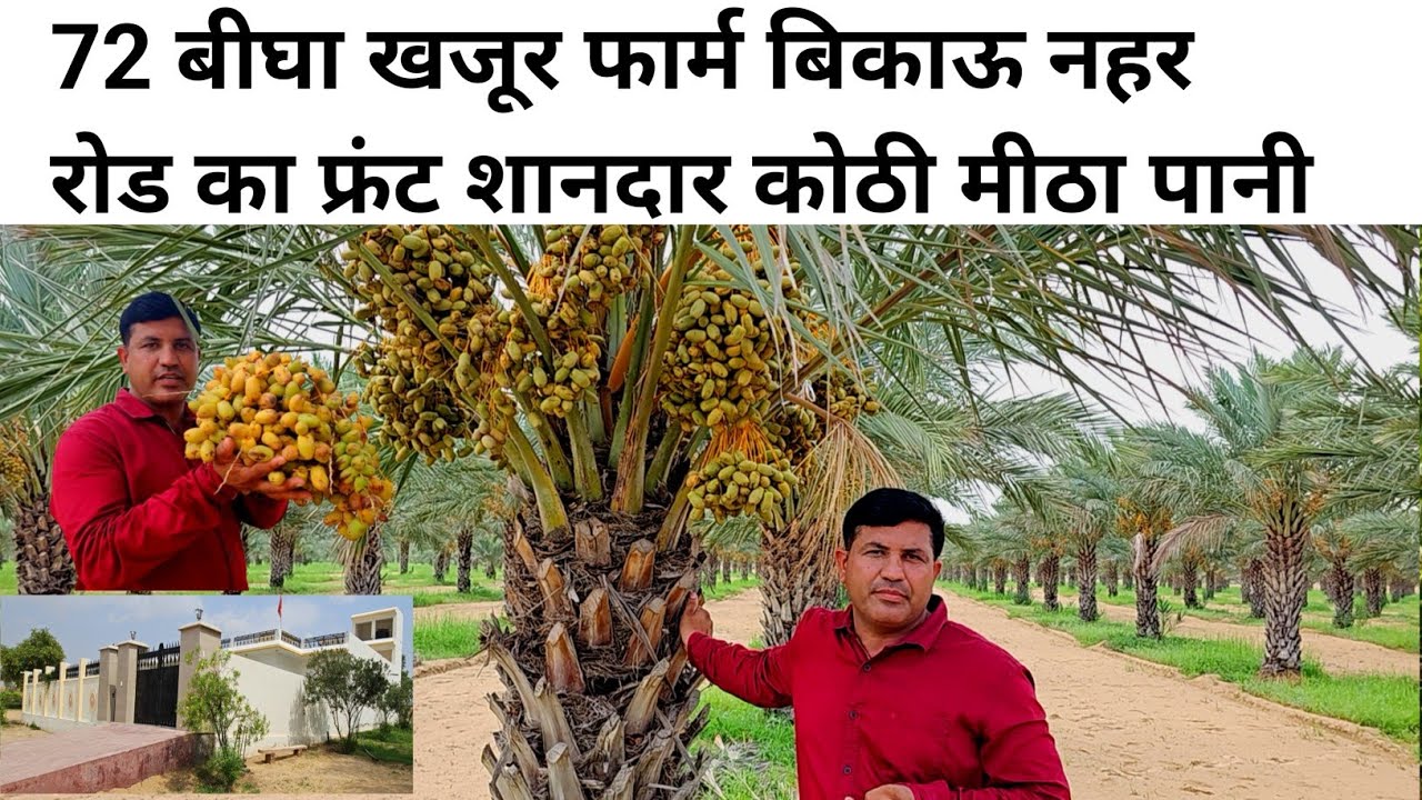 महाजन का 72 बीघा खजूर का बाग बिकाऊ NH 62 का 8 बीघा फ्रंट नहर का 7 बीघा फ्रंट शानदार कोठी मीठा पानी।
