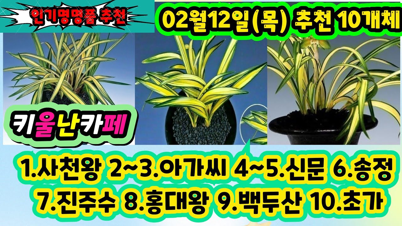 02/12(목) 인기명명품 추천 10개체 [1.사천왕 2~3.아가 씨 4~5.신문 6.송정 7.진주수 8.홍대왕 9.백두산 10. 초가] #키울난카페 #orchid 