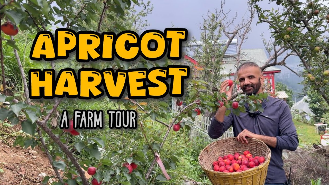 Apricot Harvest  |A Farm Tour | Different Varieties and More