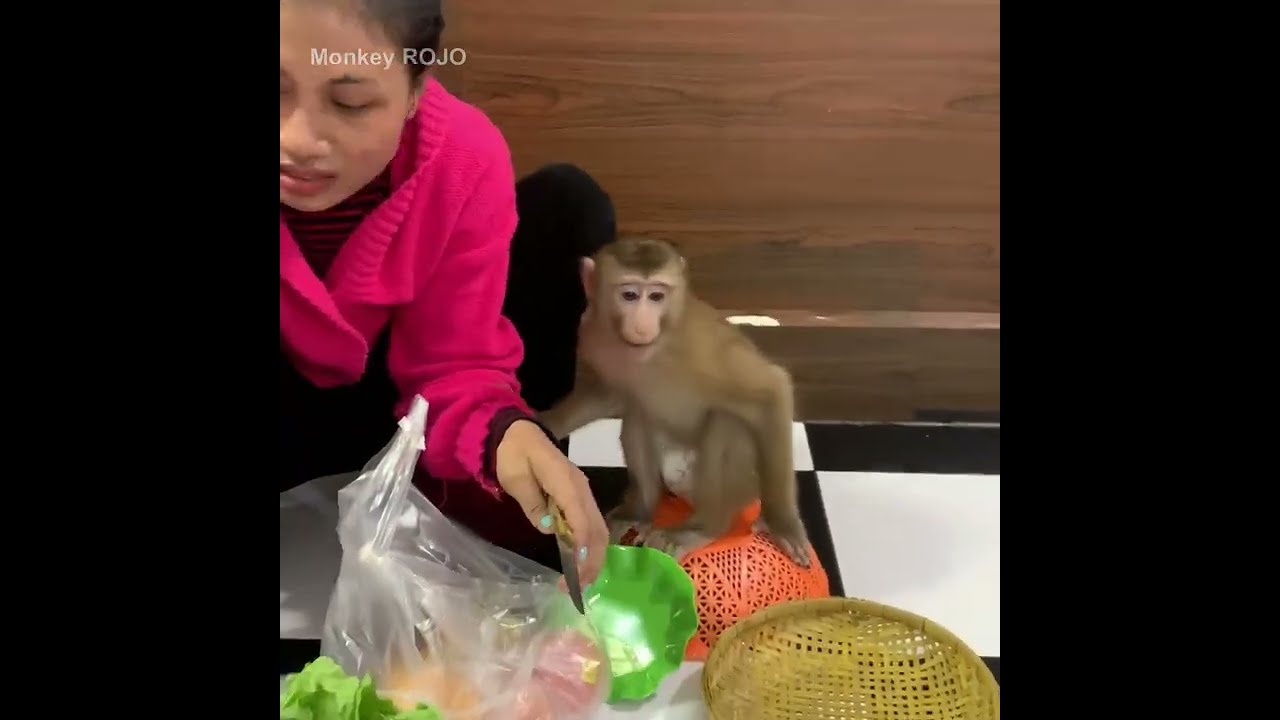 Monkey ROJO and JODA is happy to see his mom come back from the market and she prepares fruit for