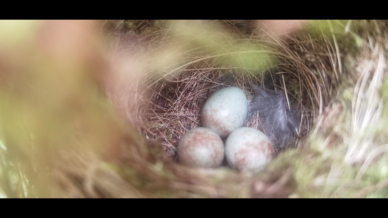 Les nids et oeufs de nos oiseaux de la Réunion