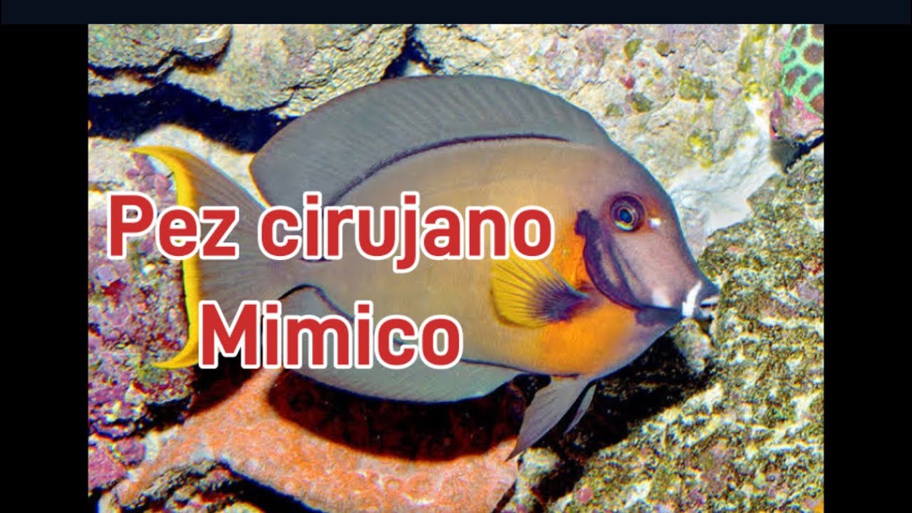 Pez cirujano mimico o chocolate acanthurus pyroferus