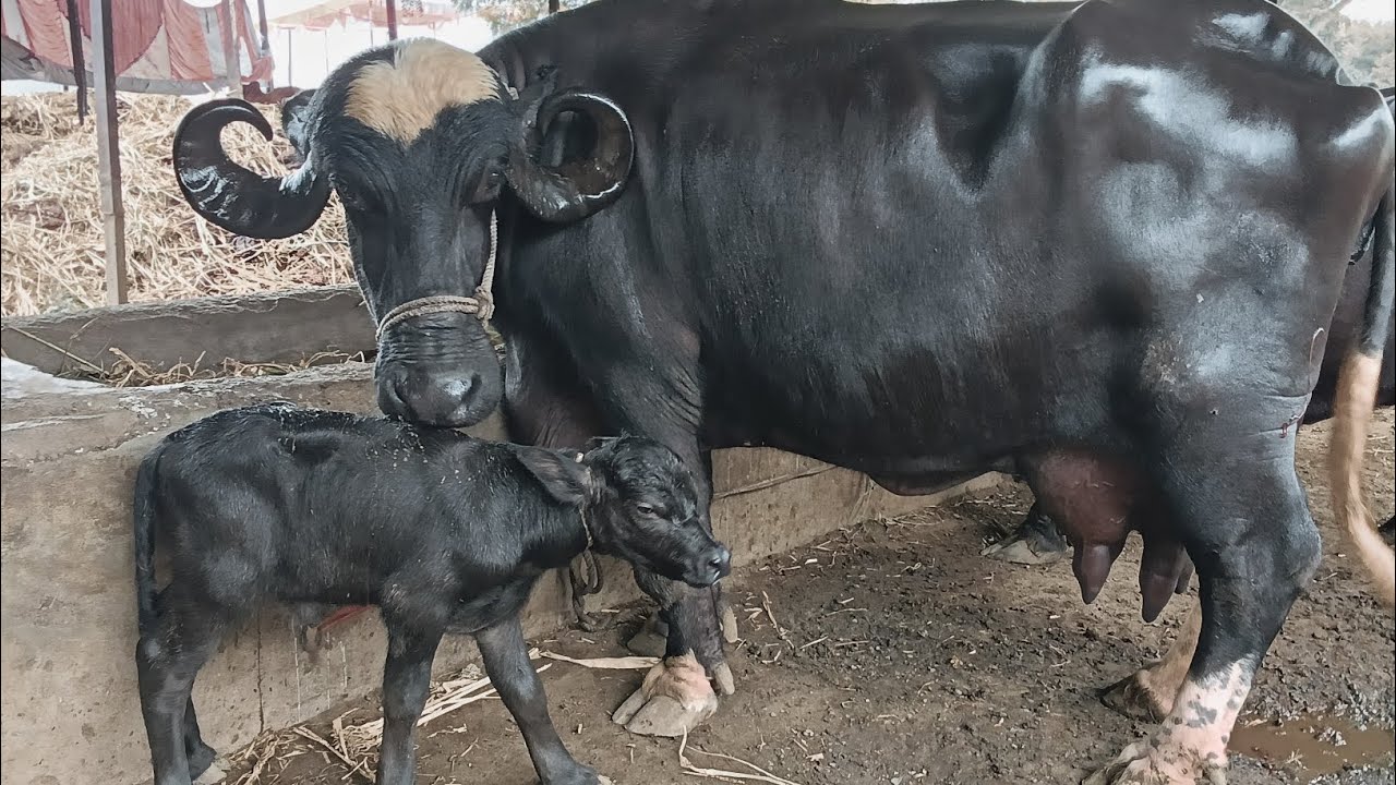 Jafrabadi buffelo long size 🐃#baffalo #saller 📱 9021393726 