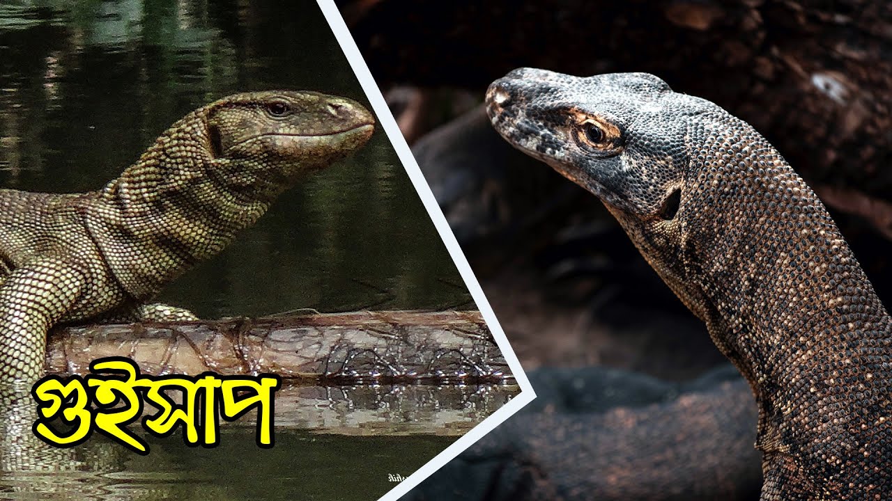গুইসাপ | Monitor Lizard | Modern Day Dragon | বাংলার গুইসাপ