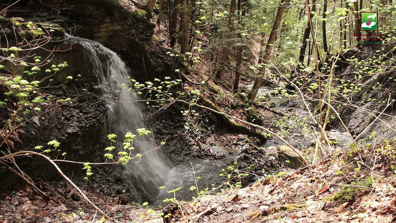 Naturalist Check-in: Moments with a Waterfall