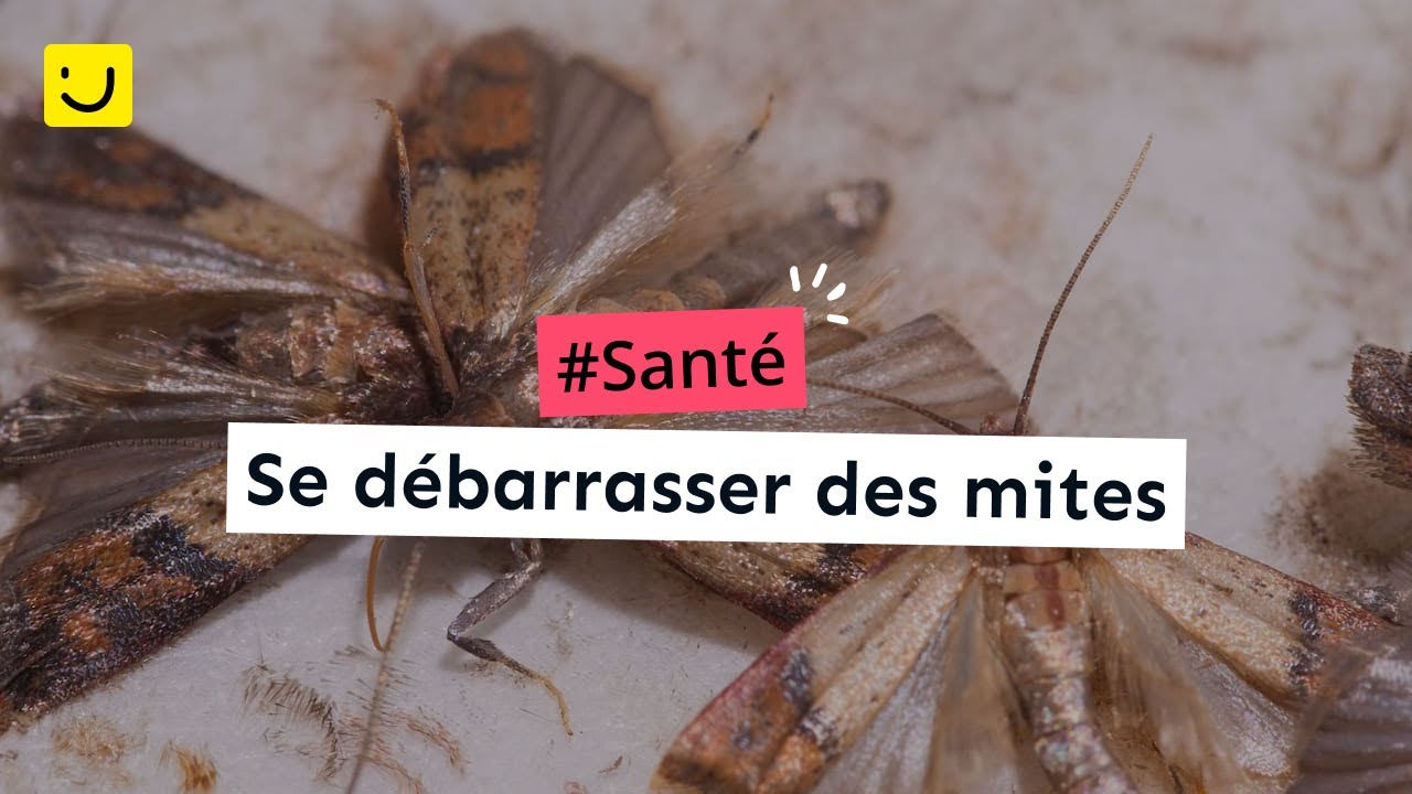 Se débarrasser des mites