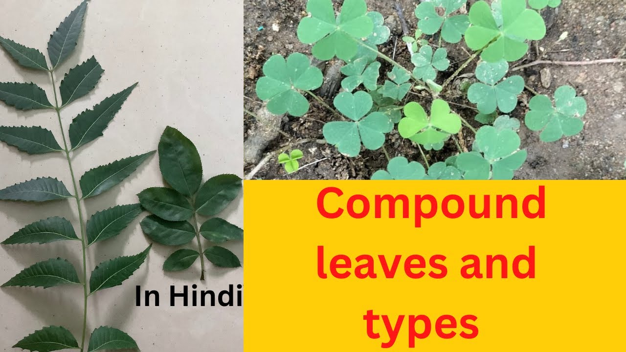Compound leaves and It’s types| (pinnate and palmate leaves) In Hindi