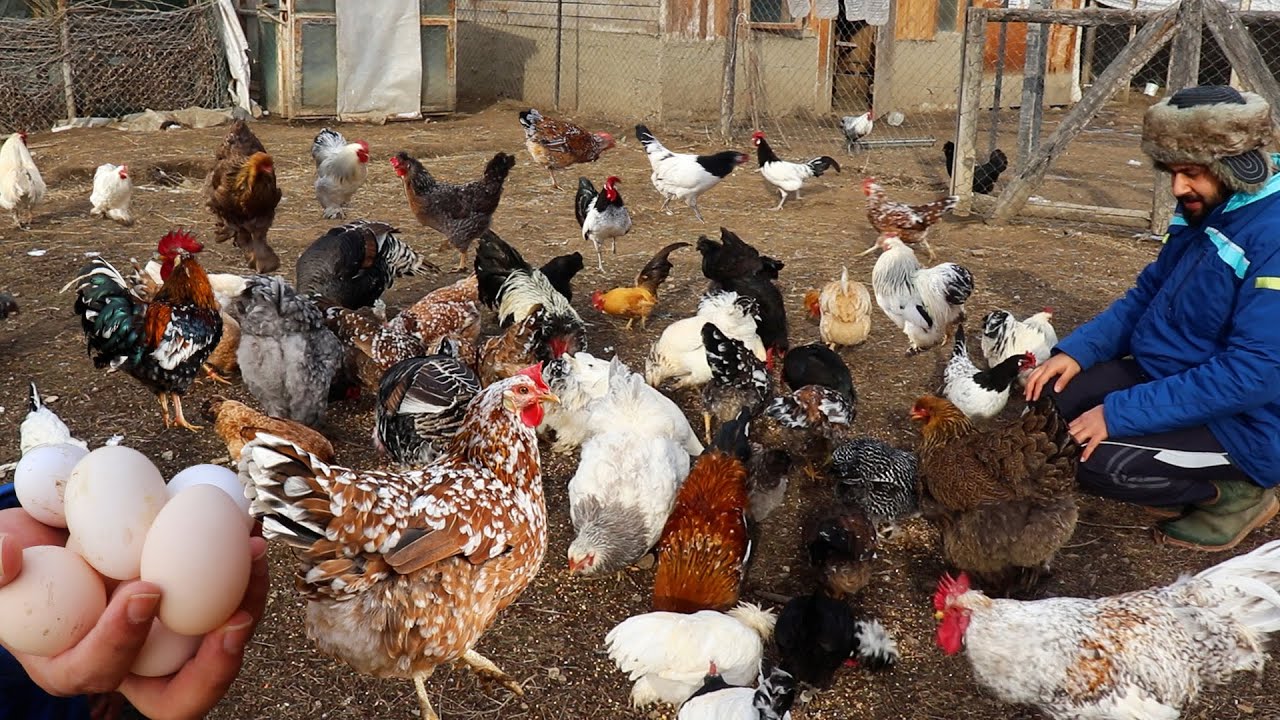 I took the chickens out and fed them - I Found a Hatching Chicken While Collecting Eggs-Farm Chores