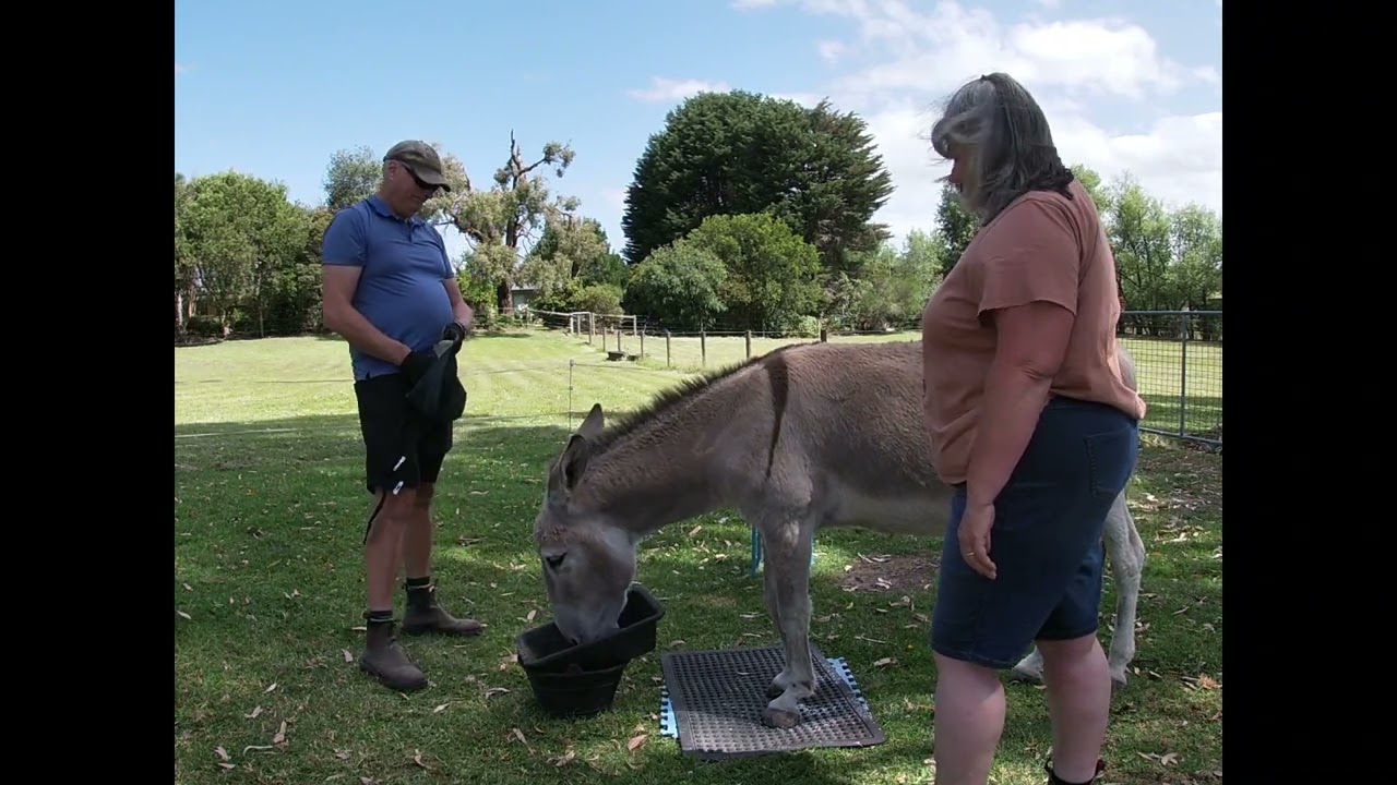 Duration on hoof lifts with Clicker Training