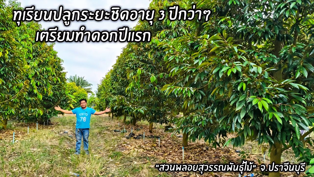 ทุเรียนหมอนทองปลูกระยะชิดอายุ 3 ปีกว่าๆ                  เตรียมทำดอกปีแรก 
