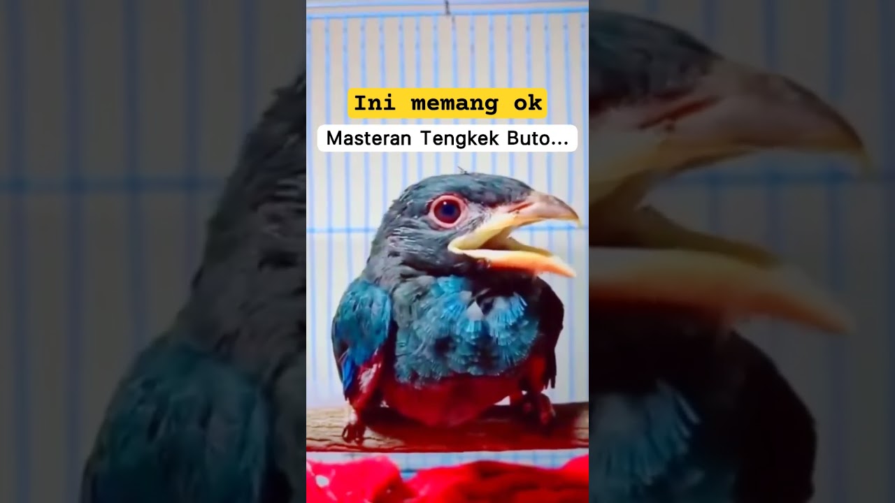 Tengkek Buto sang master handal #tengkek #birdvideos #bird #birdwatchingvideos #bird #burung