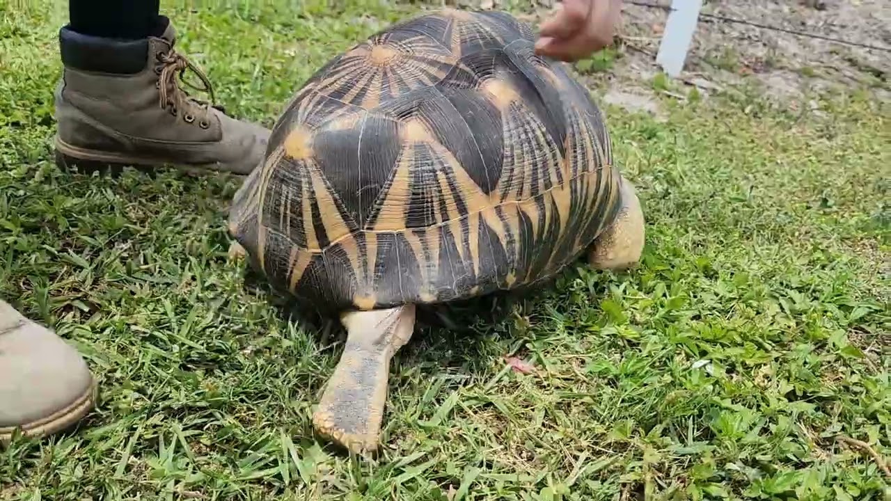 Turtlefest 2024