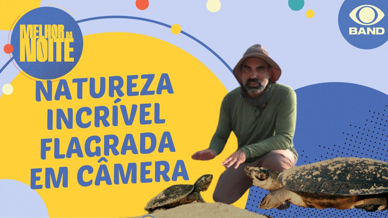 A desova das Tartarugas da Amazônia: câmeras flagram momento incrível