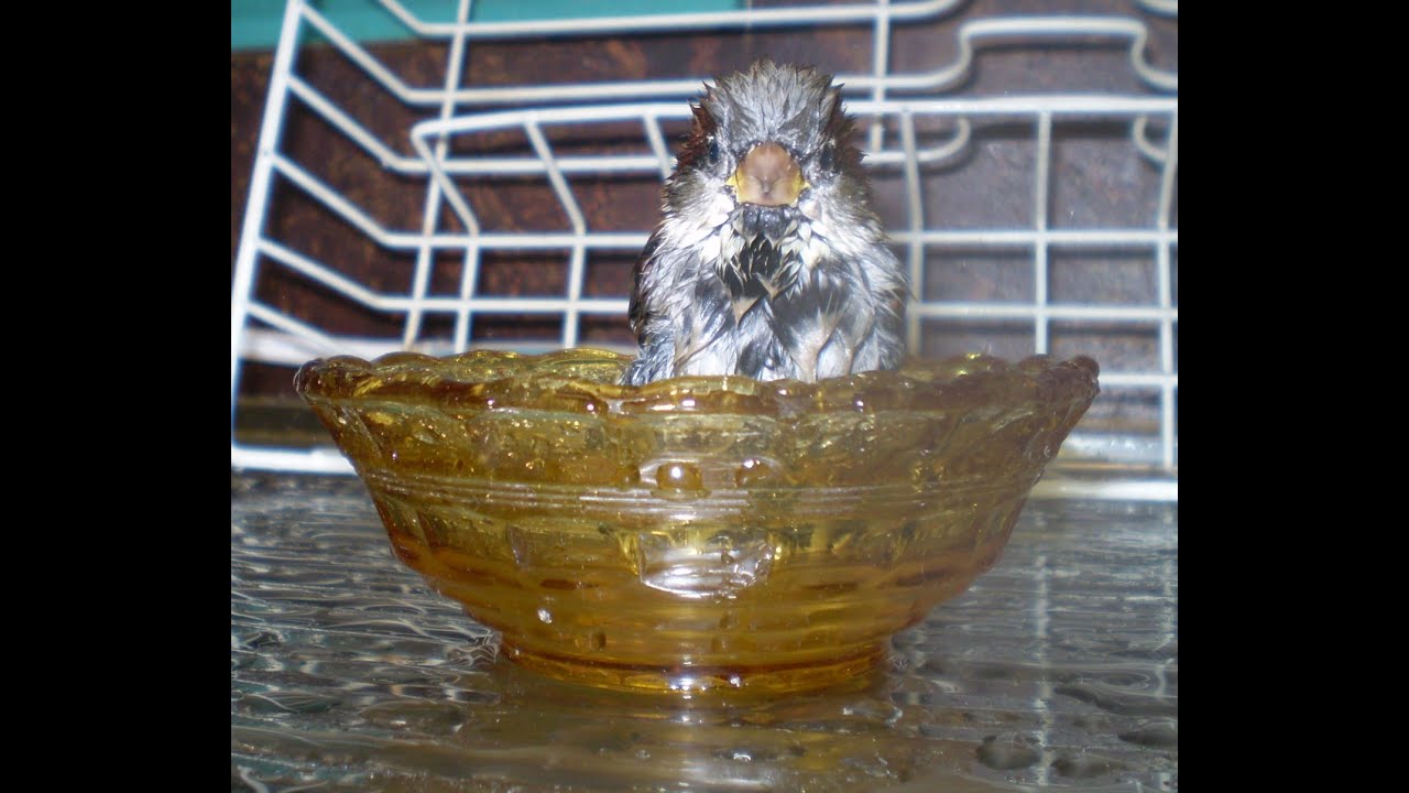 Remembering SPOGGY THE SPARROW part 1 - the story of how we raised a baby sparrow back in 2007