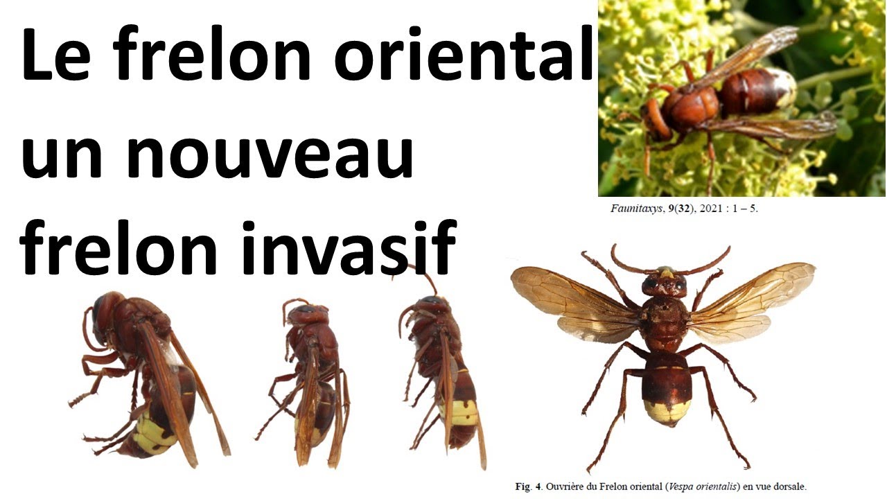 Un nouveau frelon invasif ! (Vespa orientalis)